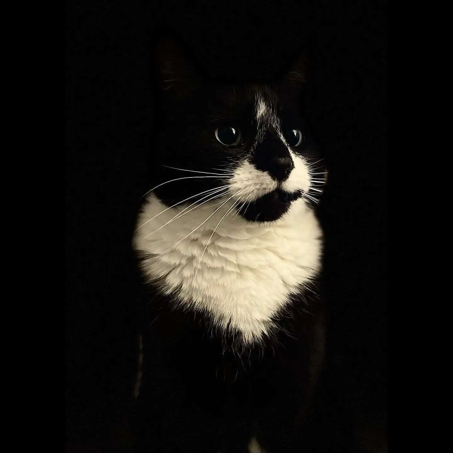 Companionship in Recovery as Purpose: How My Cat Supported My Healing