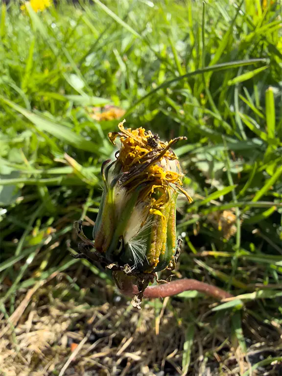 The Slow Collapse of a Dandelion: Mental Health, Depression, and the Need for Safe Environments